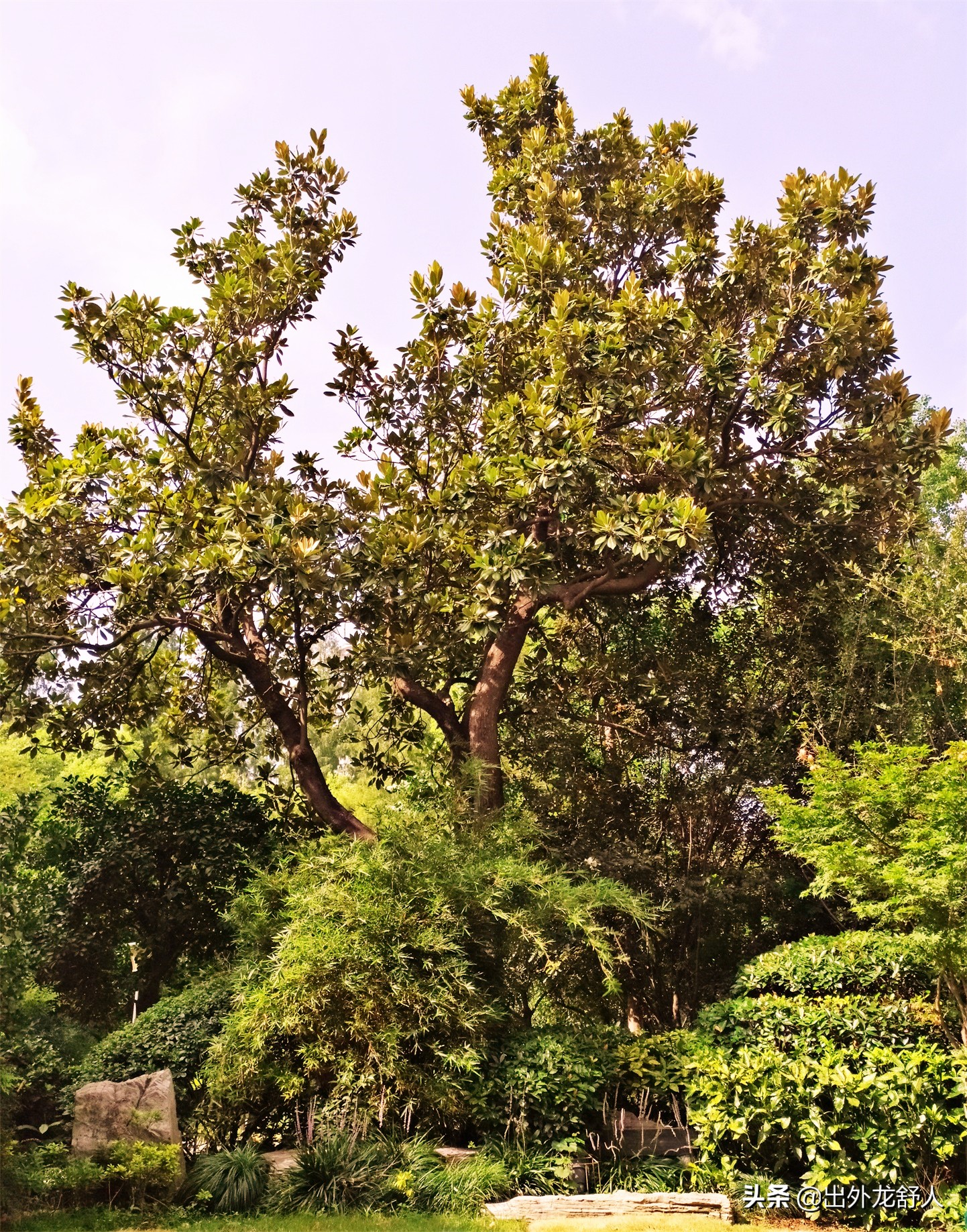 广玉兰是哪个城市的市花,广玉兰为什么会成为合肥的树