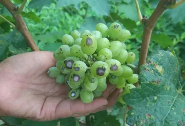 葡萄果实表面有黑斑是什么病害,葡萄幼果期有锈斑什么原因