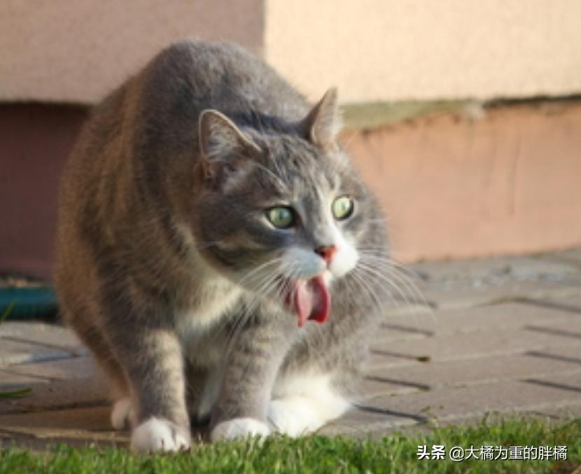 猫咪时不时吞口水怎么回事,猫咪总是咽口水是什么原因