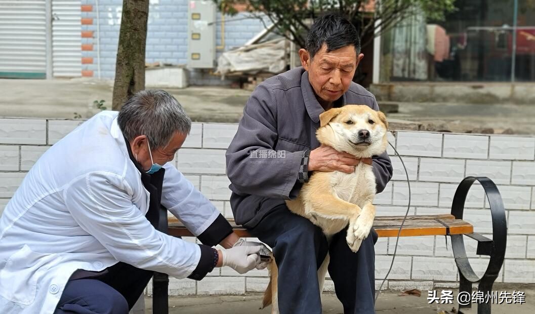 免费的狗疫苗,免费犬疫苗