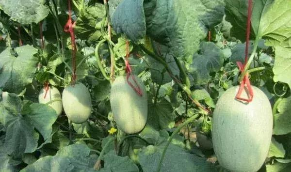 怎样种植香瓜产量高,香瓜种植管理技术与方法