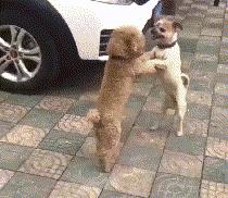 奇葩新闻大全爆笑合集,各种奇葩新闻笑死人