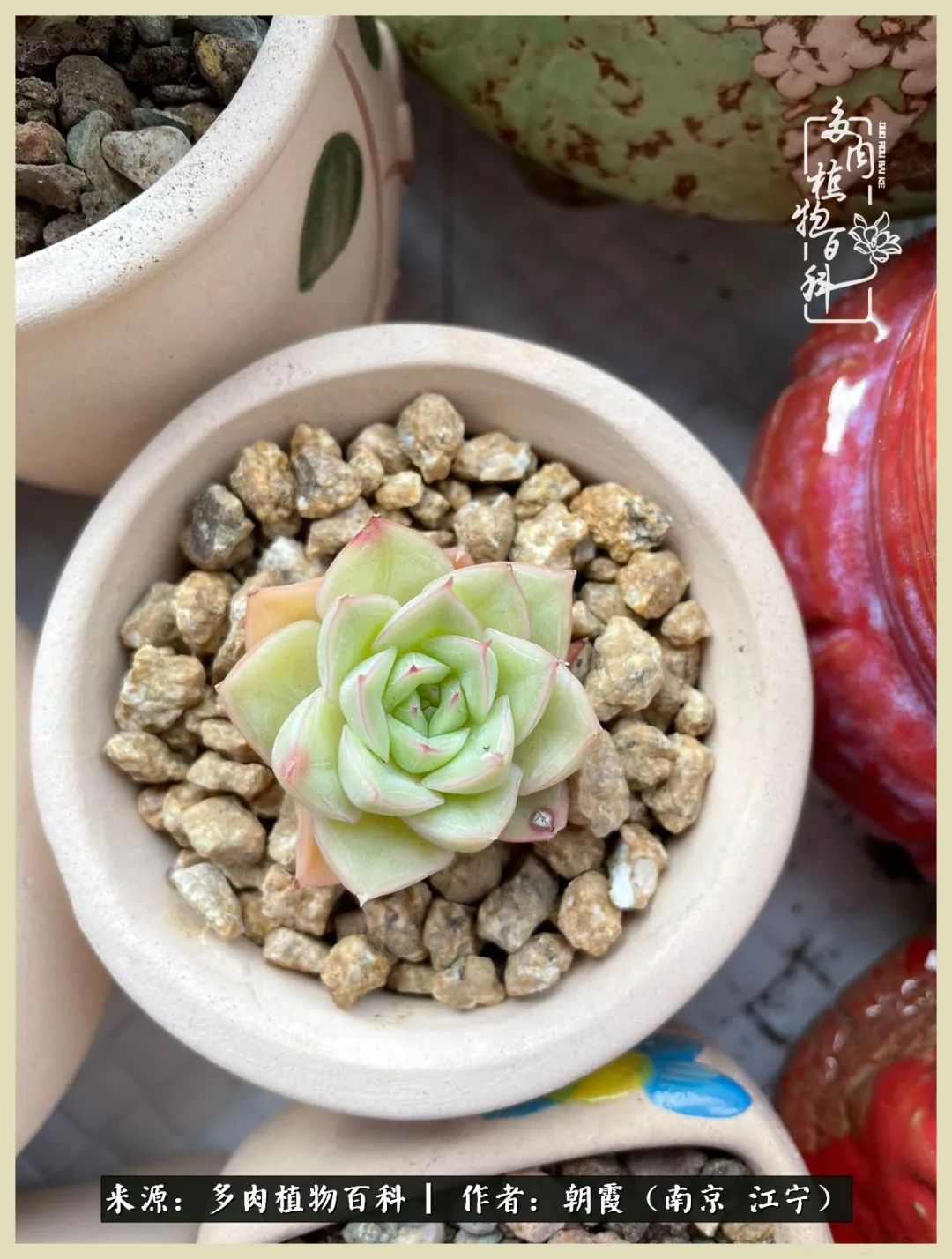 多肉最美的飘枝品种,多肉最美老桩