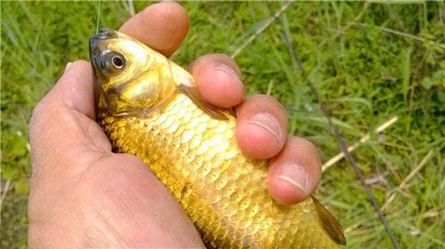 钓鱼人钓的是什么,钓鱼人就是这样收获满满