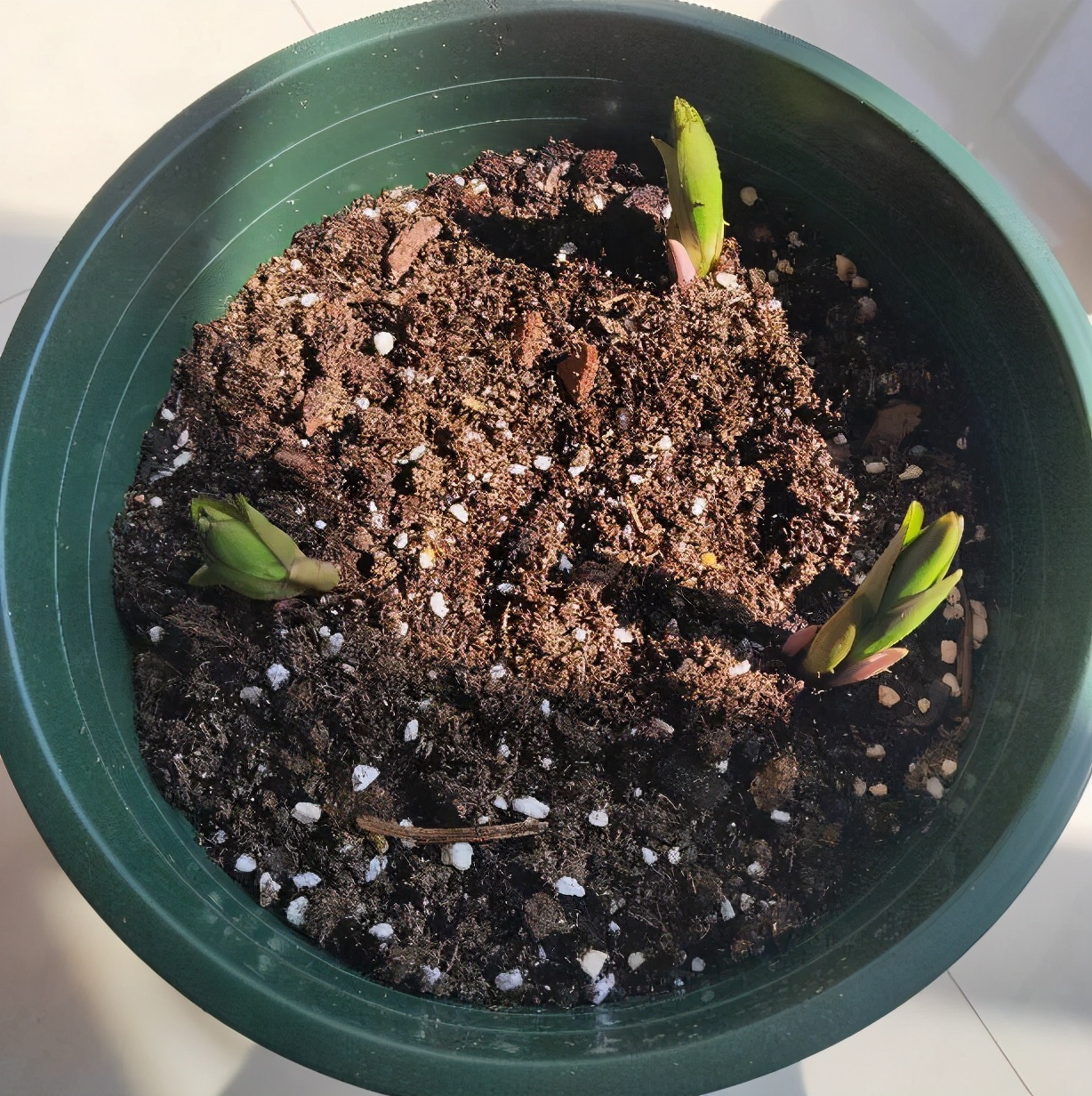 水中百合花开完了怎么样再开花,百合花开完后如何处理枝干