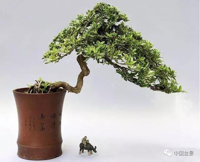 盆景植物最好养的,好养易活的盆景植物有哪些