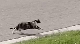 猫咪的魔性走姿,猫咪的十种沙雕动作