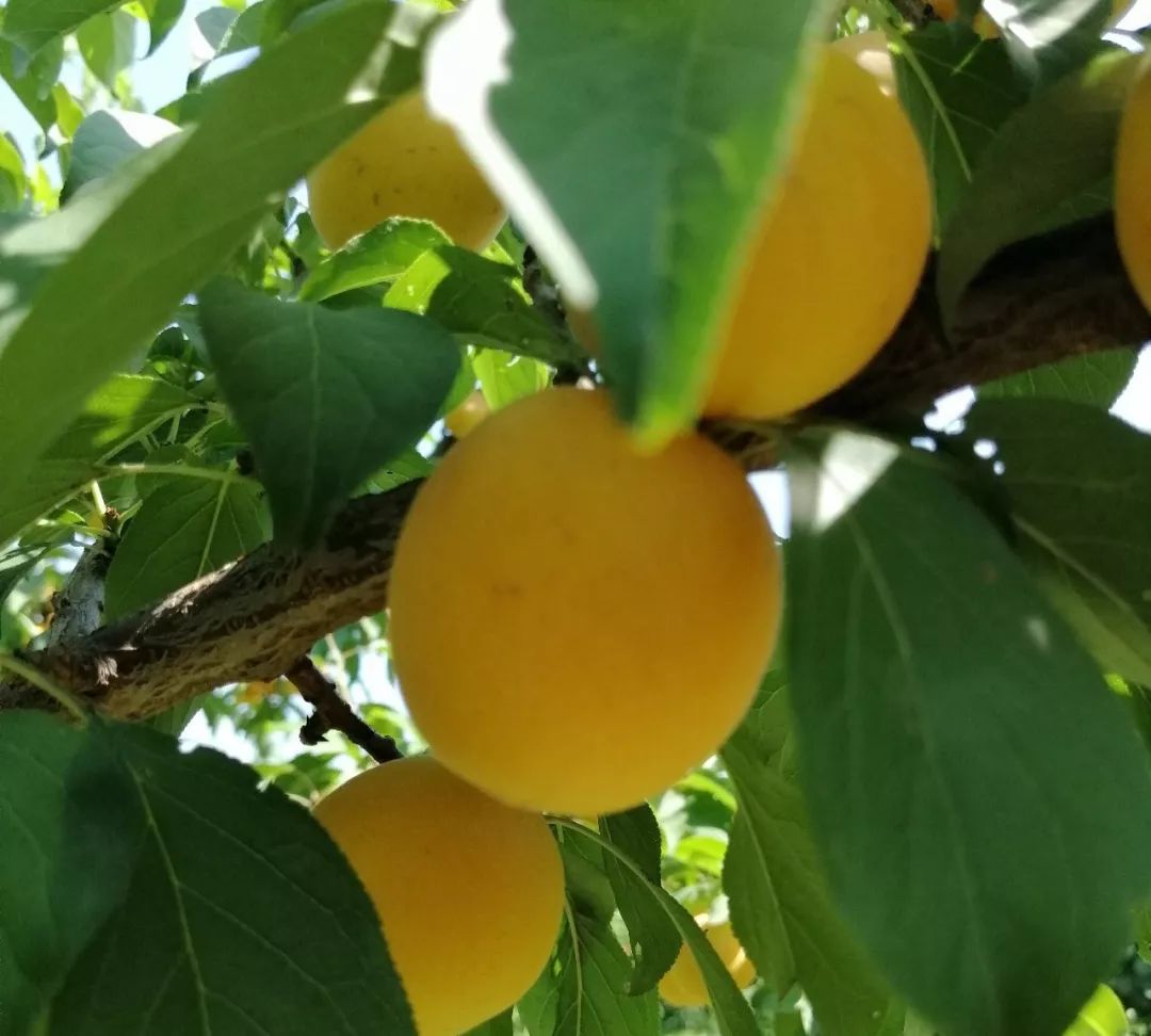 杏树虫害用毒死蜱,杏树高效虫害防治