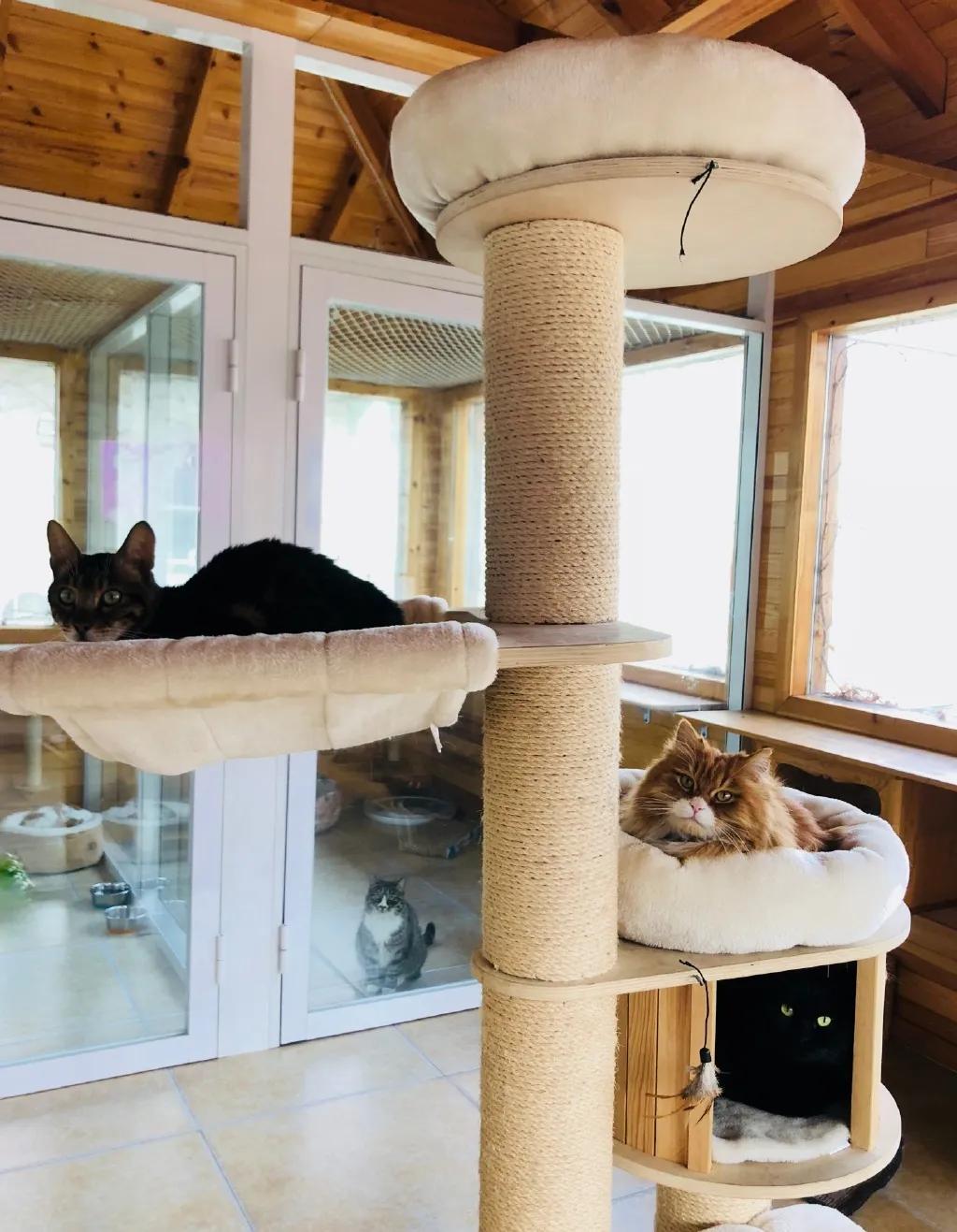 视力不好可以养黑猫吗,眼神不好的千万别养黑猫