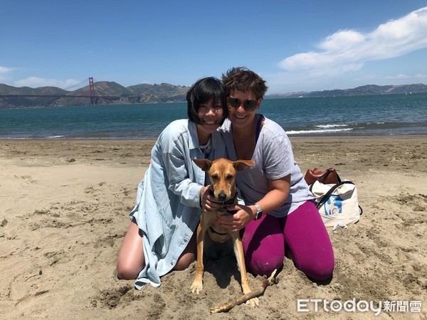 只想养一只比熊,只想养比熊犬