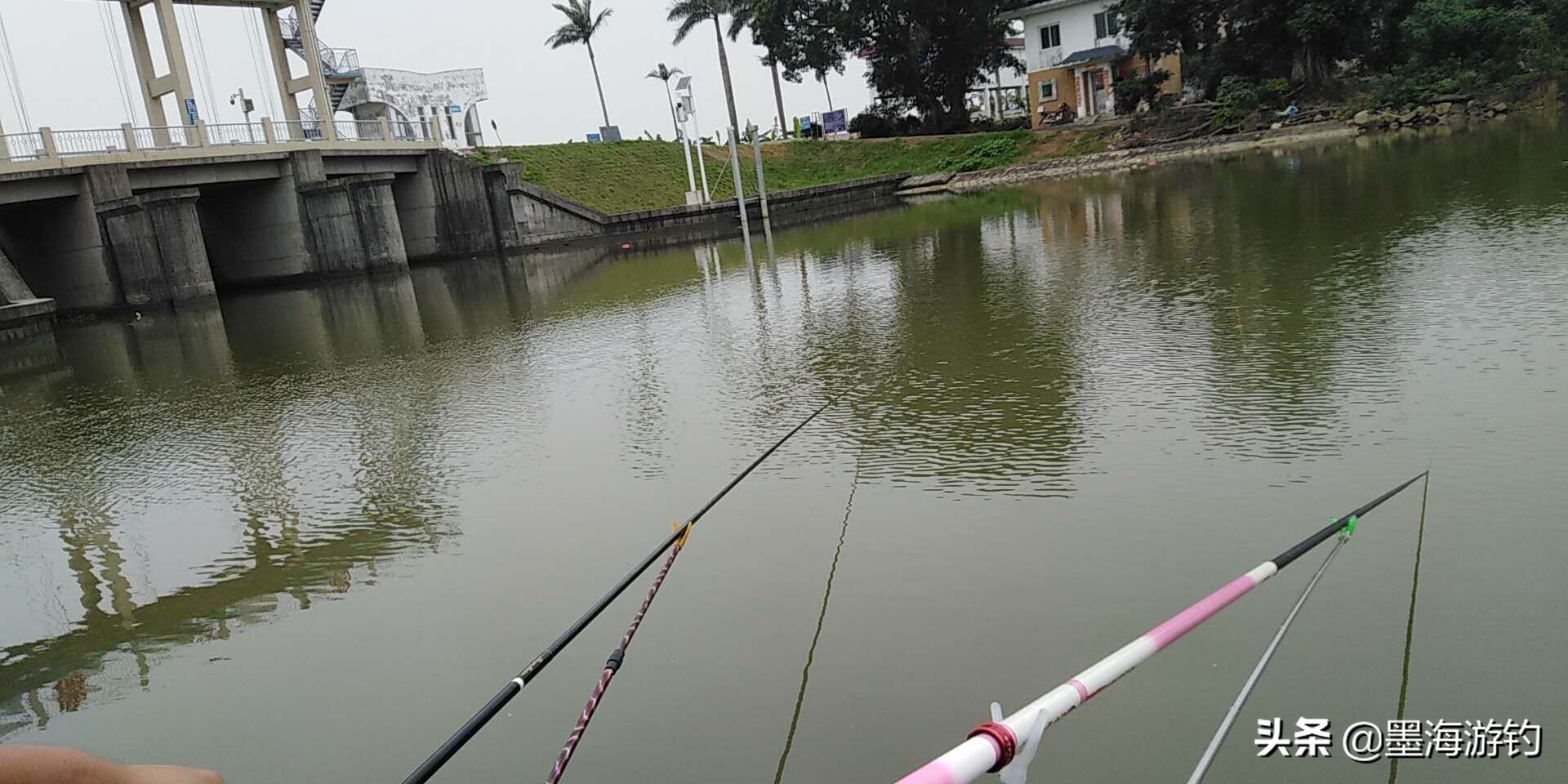 五一假期野钓鲫鱼,五一钓草鱼用什么饵料