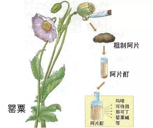 带感冒药入境,带感冒药出国被抓