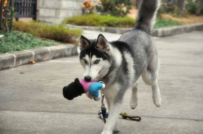 新手养哈士奇怎么养好,新生哈士奇怎么养