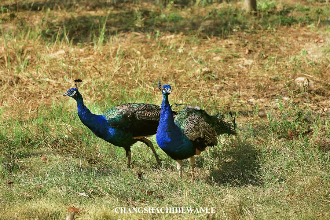 秋天的沙湖美不胜收,洋沙湖旅游