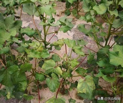 棉花枯萎病黄萎病的初次侵染源,棉花黄萎病怎么防治