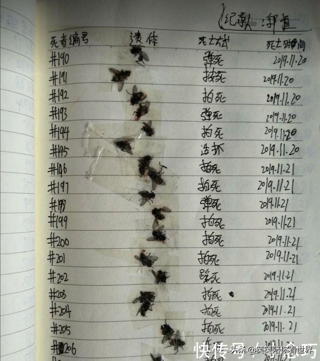 苍蝇图片搞笑动图,苍蝇幽默搞笑图片