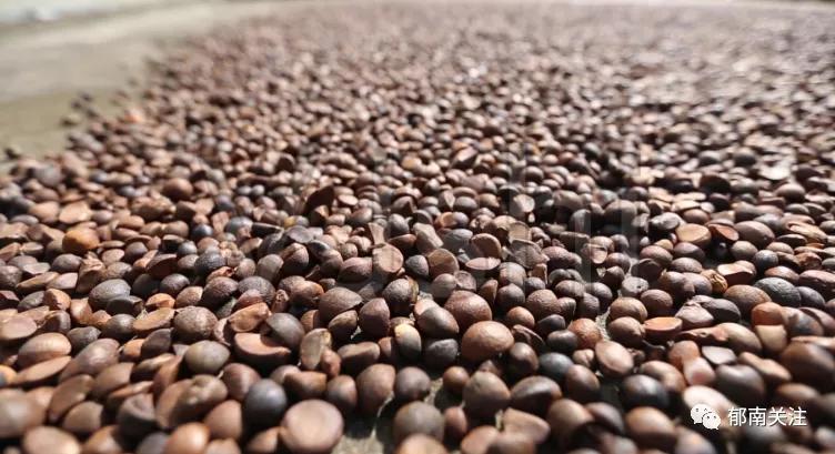 “茶油煮饭，锅底刮烂”！罗定的你试过了吗？