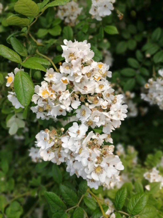 不解风情的雨季,不解风情的风