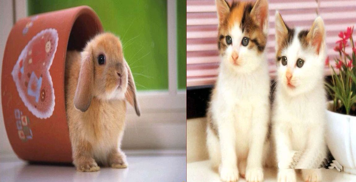 鲁迅朝花夕拾里仇猫原因,朝花夕拾中鲁迅仇猫的原因是什么