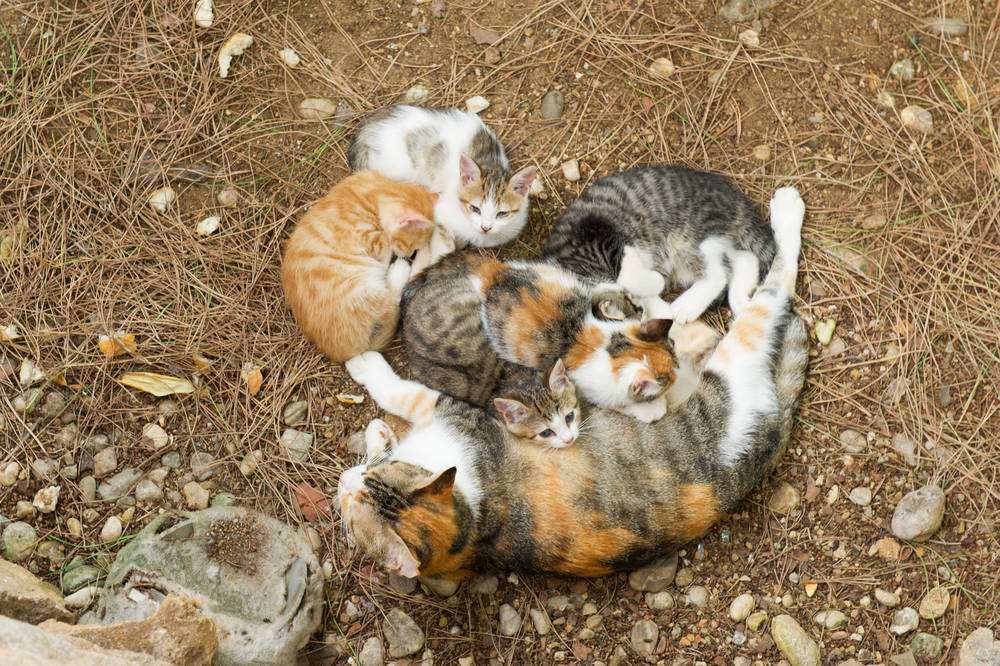 流浪猫怎么养才能不得传染病,流浪猫怎样养不会给自己传染病