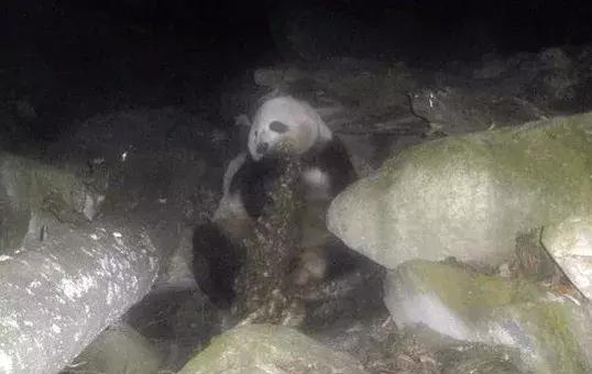 大熊猫为啥突然开始吃素了,大熊猫为什么从吃肉变成吃素的