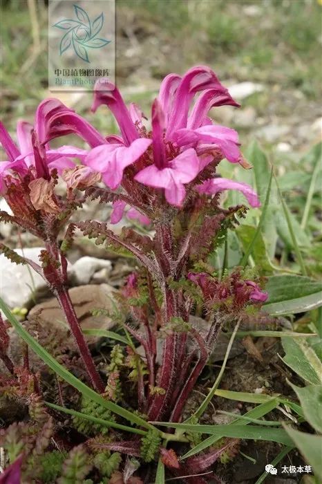 鹅首马先蒿,鹅首马先蒿有哪些特点