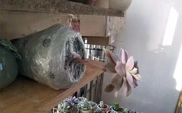 没躲过夏季多肉陡长，学习大神这样做，养成绝美老桩