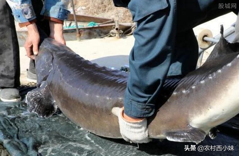鲟鳇鱼养殖过程,鲟鳇鱼野生的和养殖的有什么不同