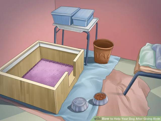 狗狗坐月子该注意什么,狗狗例假期间注意哪些