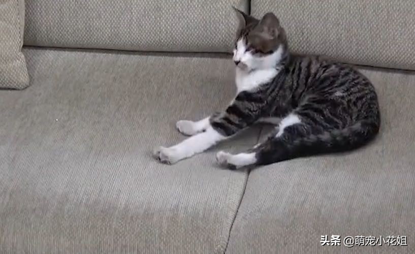 田园猫自愈能力多强,田园猫生存能力强的原因