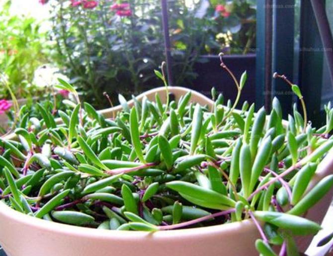 别再养绿萝,不要再种绿萝了插上就能活