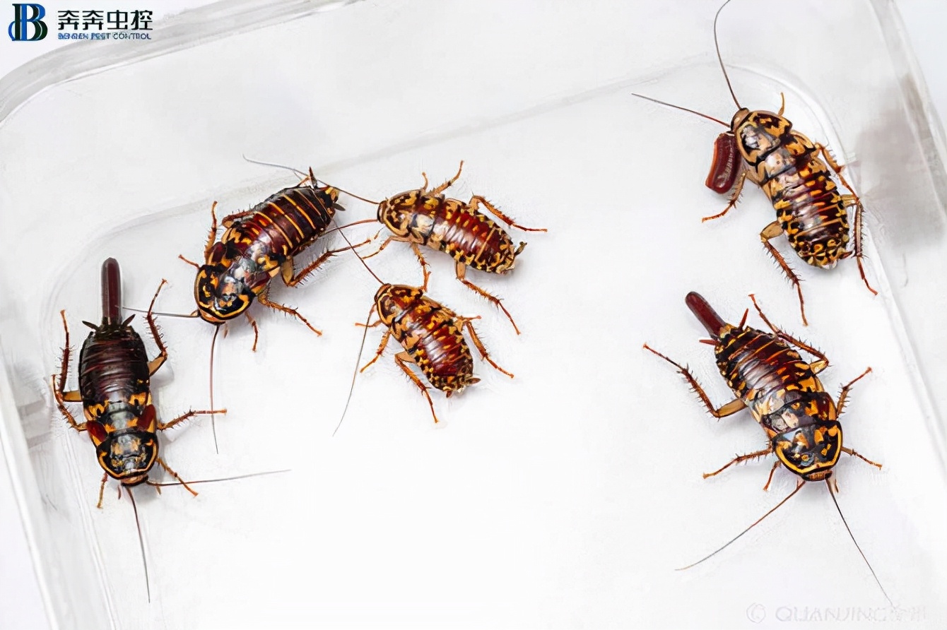 杀蟑公司,深圳家庭杀蟑公司