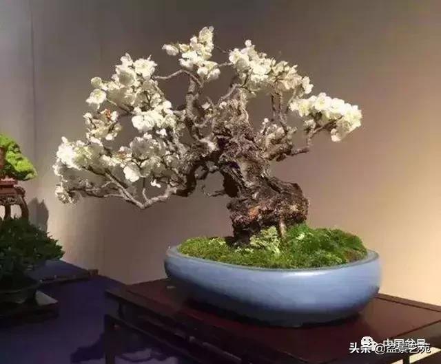 赏梅花十首最好的诗,最经典的梅花十绝