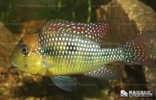 食土鲷一般多大尺寸,食土鲷哪个品种小一点