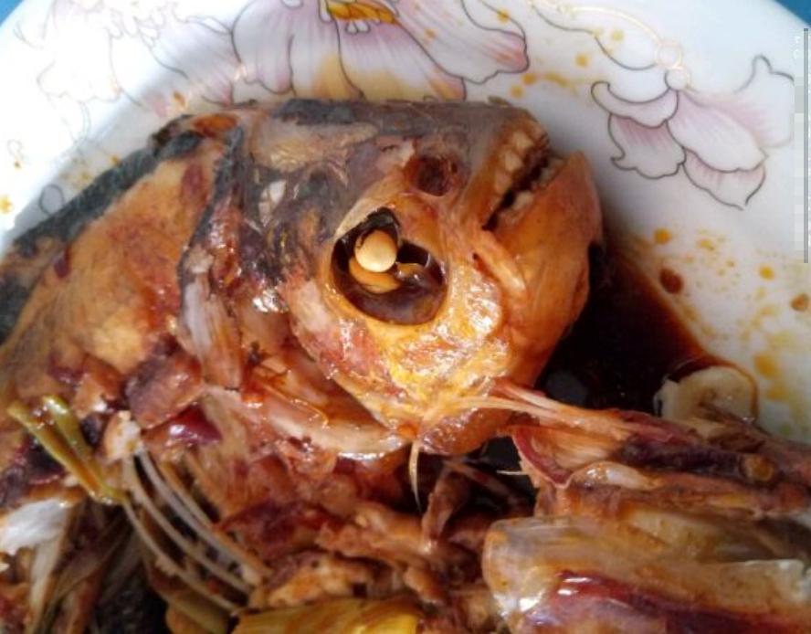 史无前例!澜沧江钓起大量红鲳鱼,满口利齿轻松咬断树枝