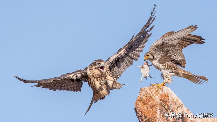 深度揭秘拍摄鸟类,如何拍鸟这些鸟类摄影技巧要学会