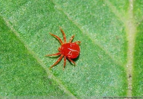 冬天打红蜘蛛用什么药,7月打红蜘蛛特效药