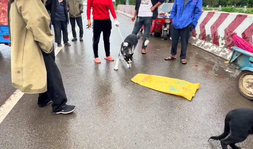 在菜市场花十块钱买的哈士奇,河南人卖哈士奇