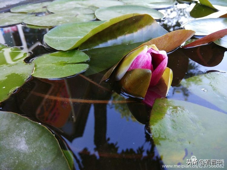 山西农大美丽的校园,山西农大校园风光