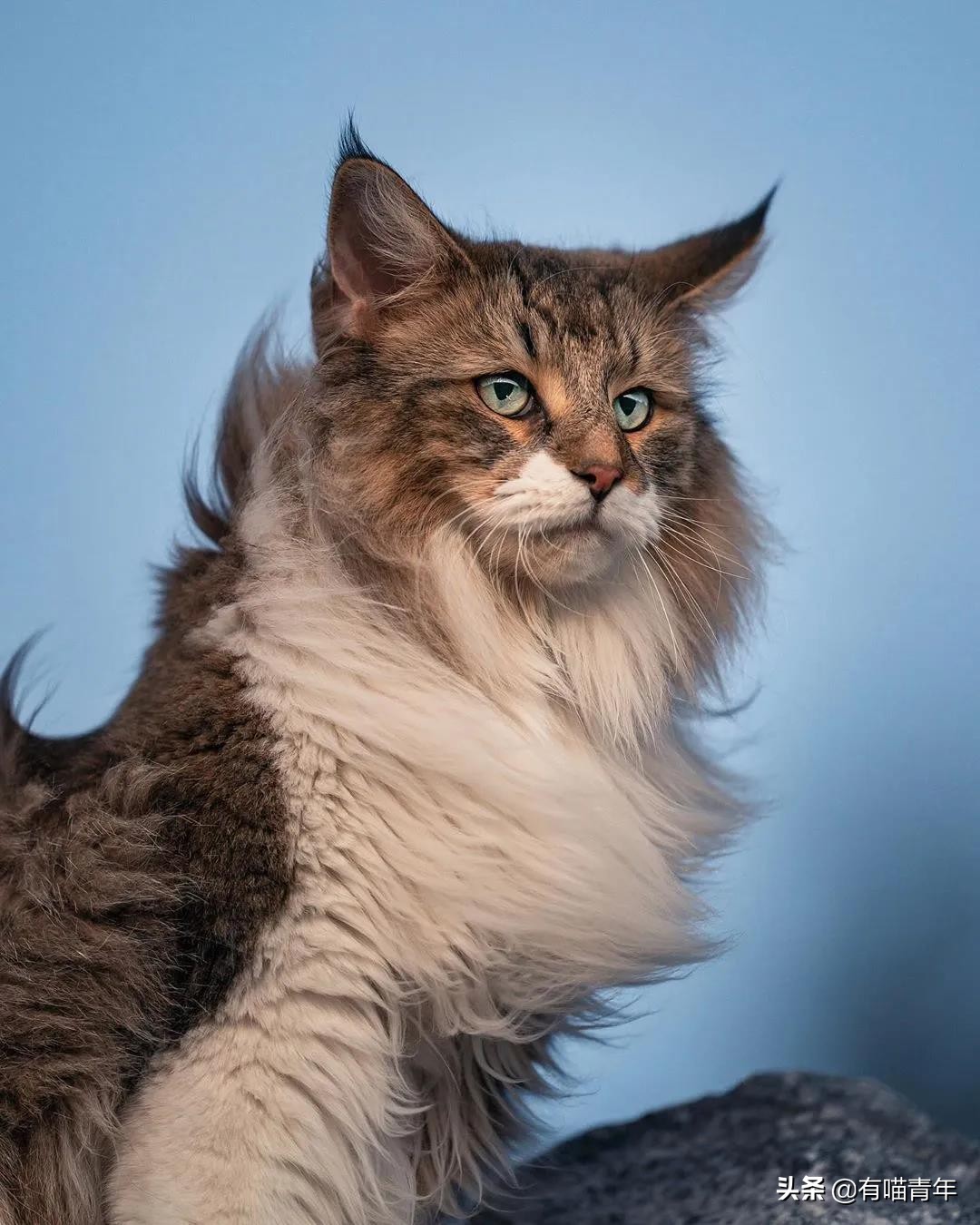 缅因猫看着很吓人但是很温柔,缅因猫真的有20万一只么