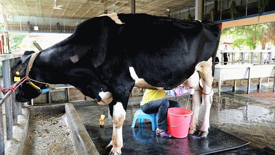 世界花卉大观园遛娃好去处,大观园遛娃攻略