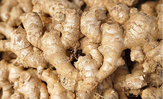 田间种姜管理的全过程,种姜高产方法讲解