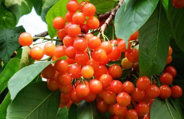 吃剩下的樱桃核怎样种植,吃剩的樱桃核晒干可以做肥料吗