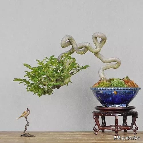 真果盆栽,结红色小果实的盆栽