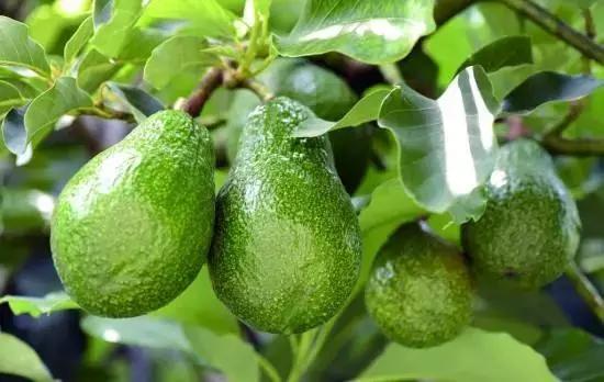 牛油果是热门表款吗,牛油果适合在什么地方种植