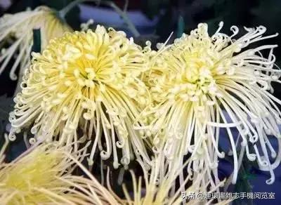 各种花的花语文案,花的花语100种