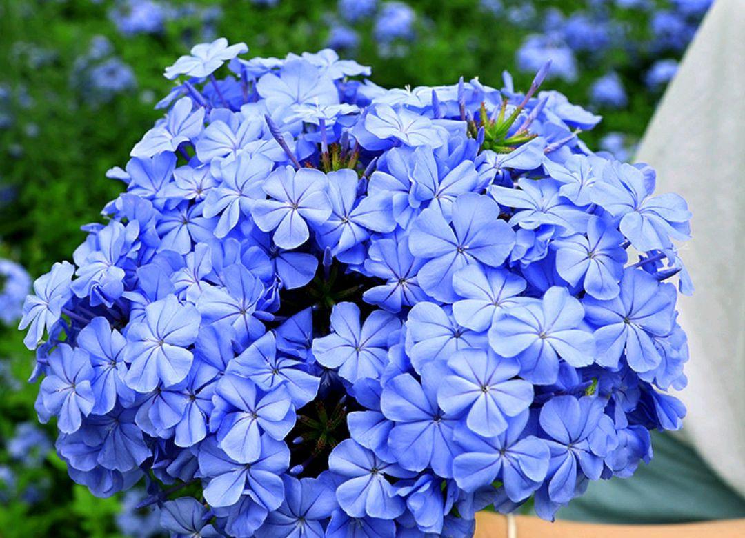 这些花“好看又好养”，不怕高温不怕晒，适合新手夏天养