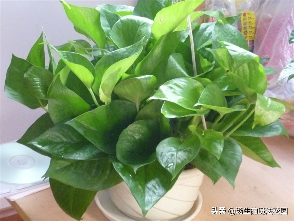 绿萝适合跟鱼一起养吗,绿萝下雨天可以放到外面淋雨