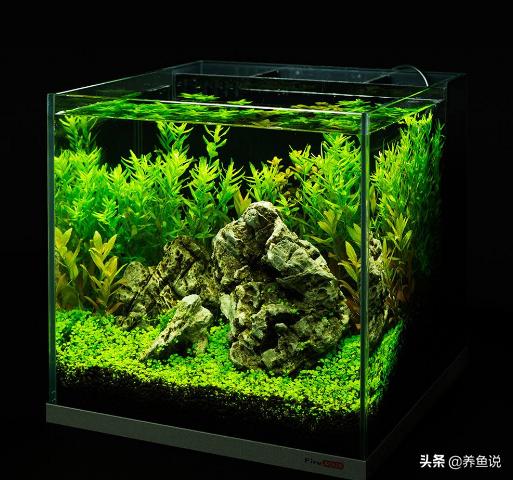 水草缸怎么能养好,水草缸最好养什么