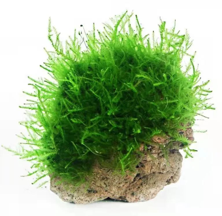 适合新手的水族箱,适合养在水族箱里的植物